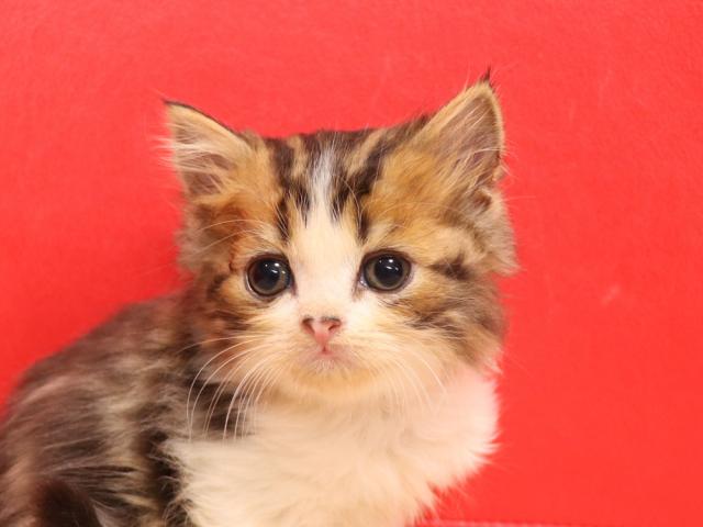 スコティッシュフォールド