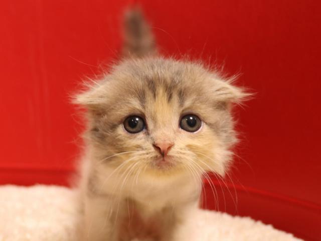 スコティッシュフォールド