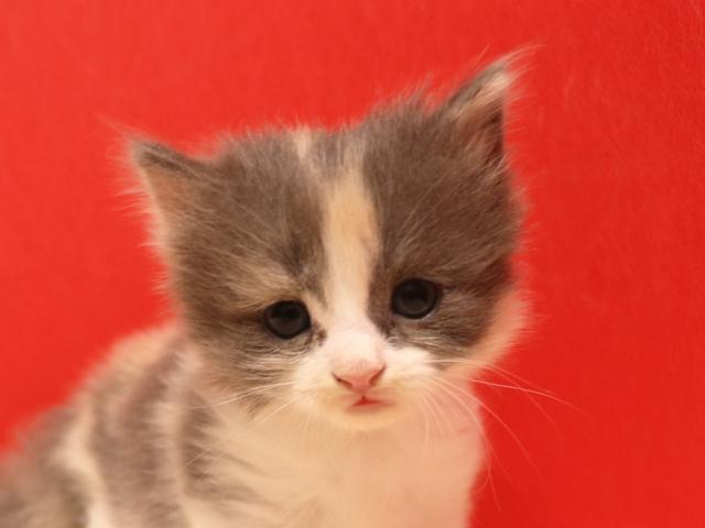 スコティッシュフォールド