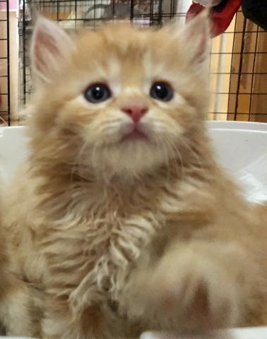 ミヌエット（旧ナポレオン）