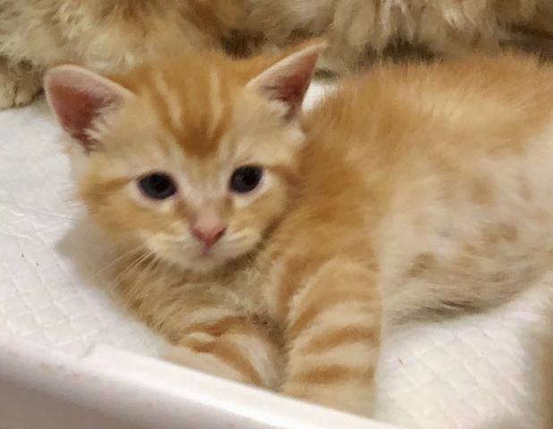 ミヌエット（旧ナポレオン）