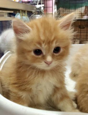 ミヌエット（旧ナポレオン）