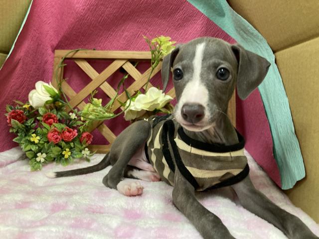 イタリアングレーハウンド