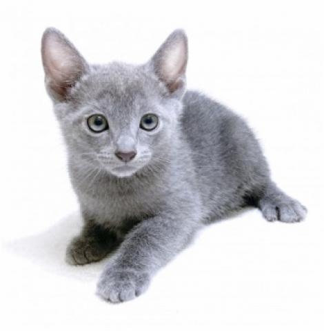 ロシアンブルー