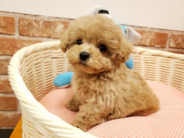 トイプードル