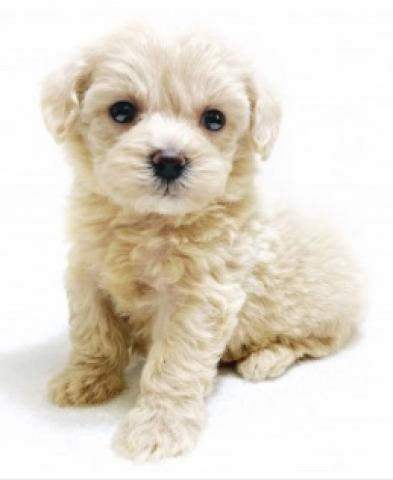 MIX　★マルプー！★