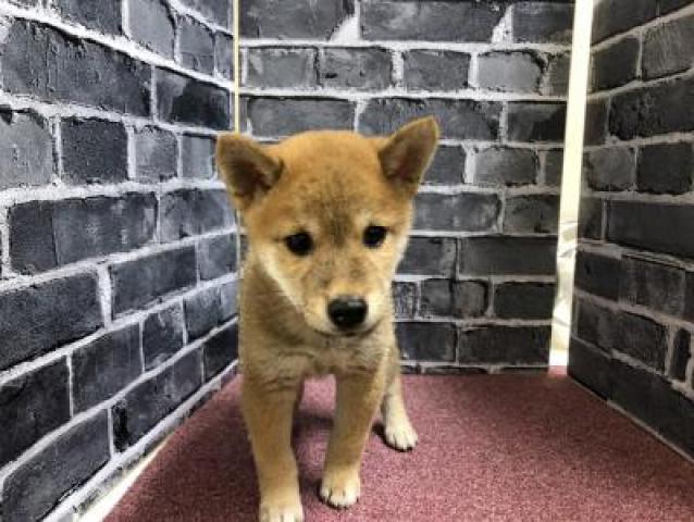 柴犬