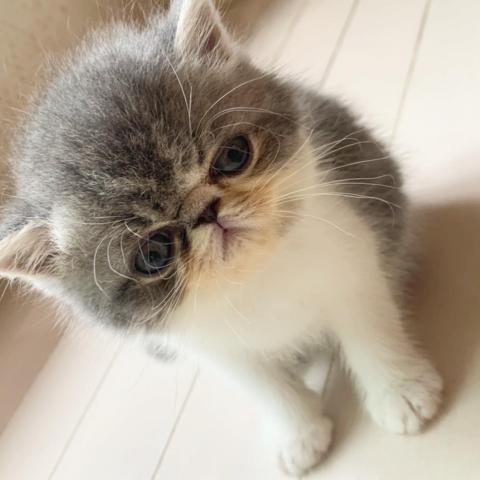 エキゾチックショートヘアー