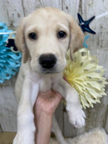 ラブラドールレトリーバー