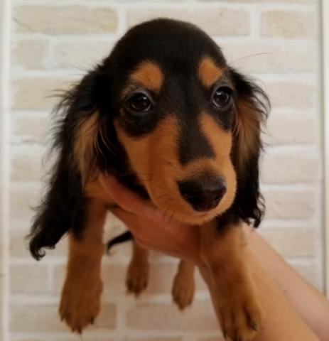 ミニチュアダックスフンド