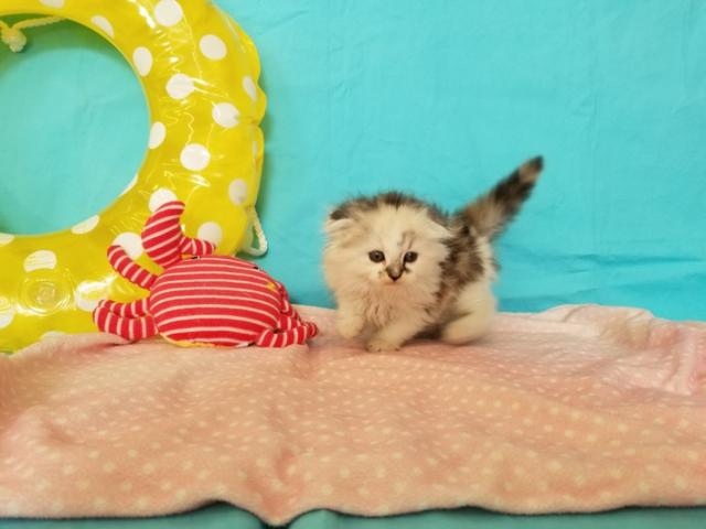 スコティッシュフォールド