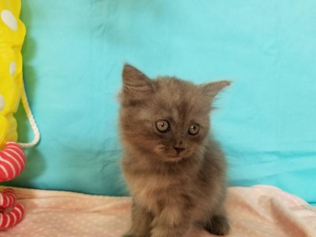 ブリティッシュショートヘア