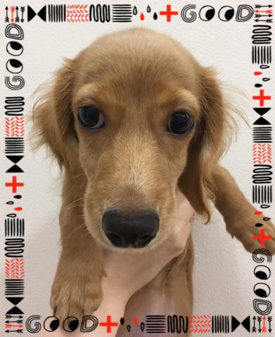 ミニチュアダックスフンド