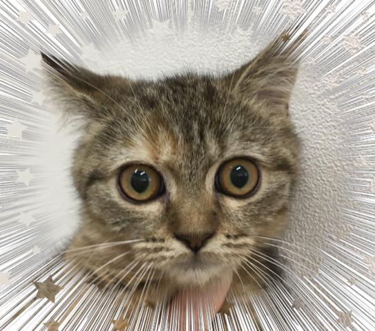 スコティッシュフォールド