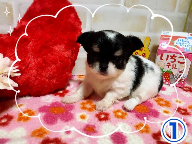 チワワ（ロングコート）