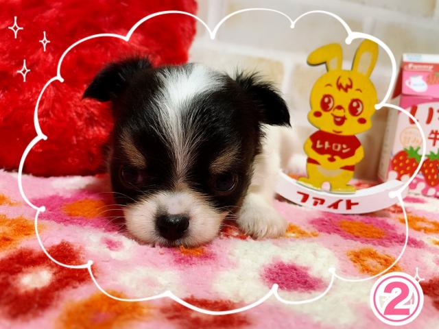 チワワ（ロングコート）