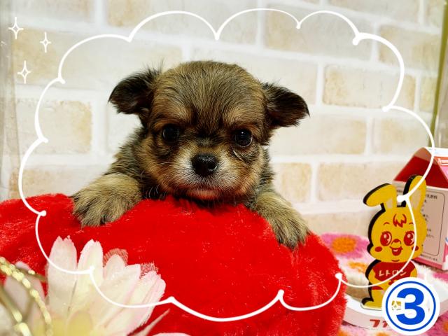 チワワ（ロングコート）