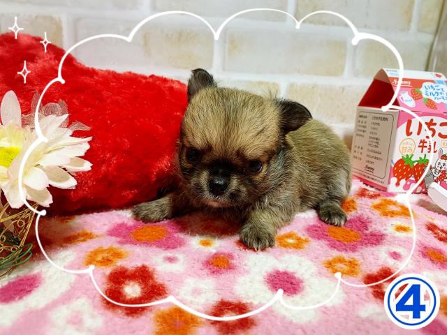 チワワ（ロングコート）