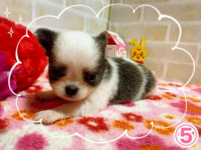 チワワ（ロングコート）