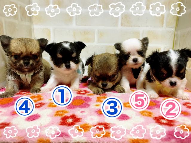 チワワ（ロングコート）