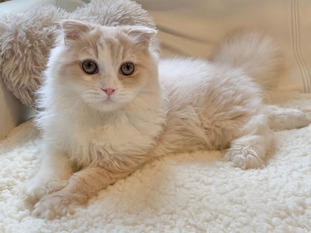 スコティッシュフォールド