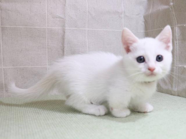 マンチカン女の子(短足)