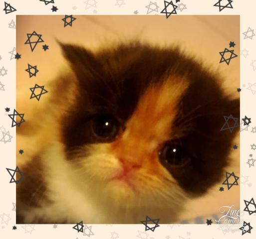 エキゾチックショートヘアー