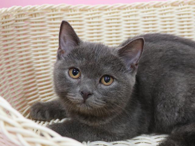 スコティッシュフォールド