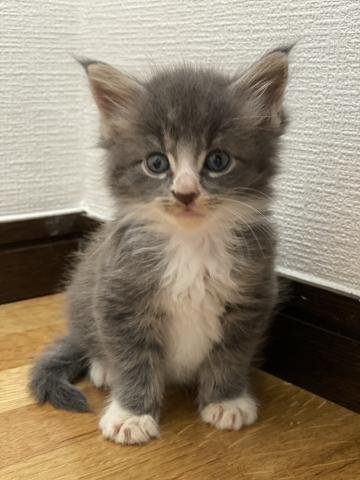 メインクーン