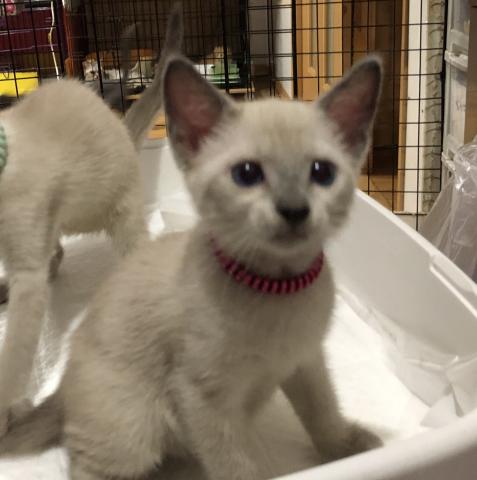 ロシアンブルー