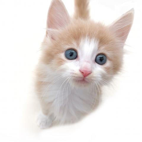 ノルウェージャンフォレストキャット