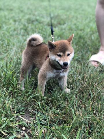 柴犬