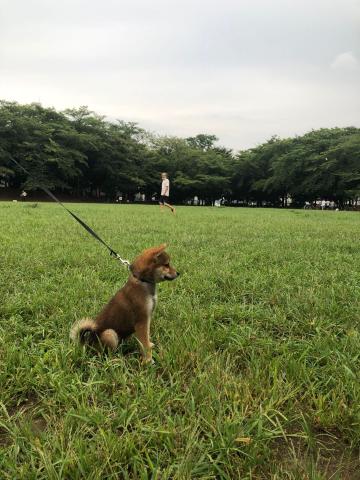 柴犬