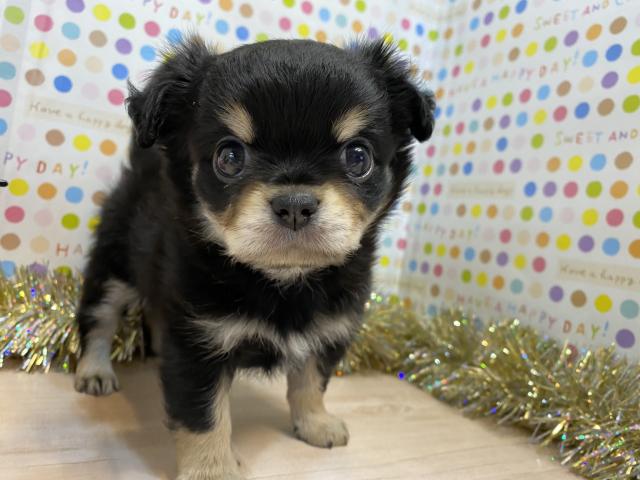 チワワ（ロングコート）