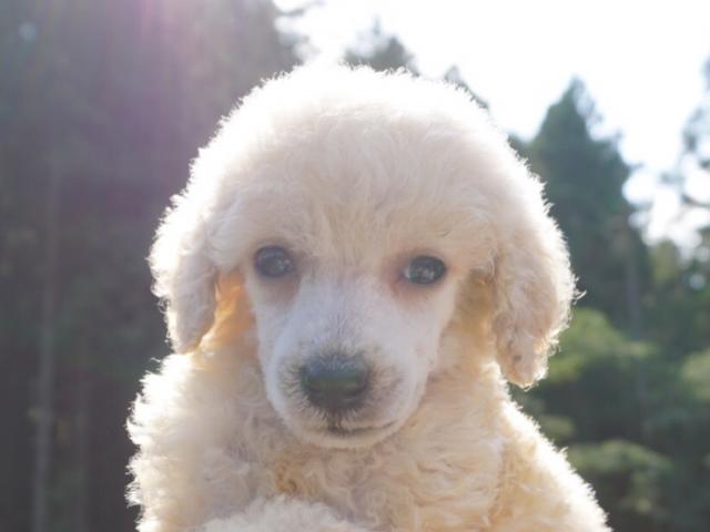 スタンダードプードル