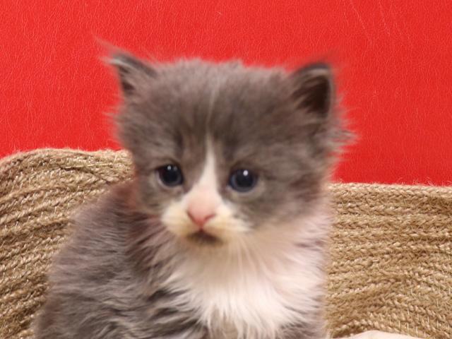 スコティッシュフォールド