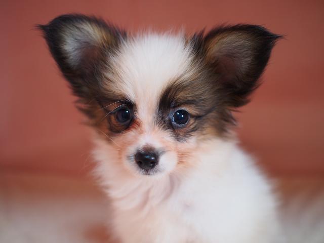 パピヨン 子犬や子猫たちのペット販売情報が満載 ペットステーション パピヨン 子犬や子猫たちのペット販売情報が満載 ペットステーション