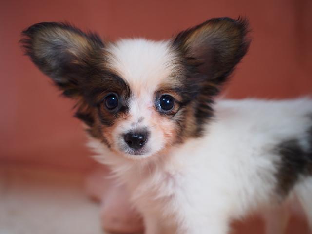 パピヨン 子犬や子猫たちのペット販売情報が満載 ペットステーション
