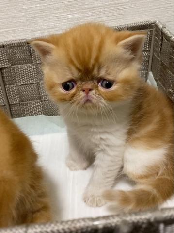 エキゾチックショートヘアー