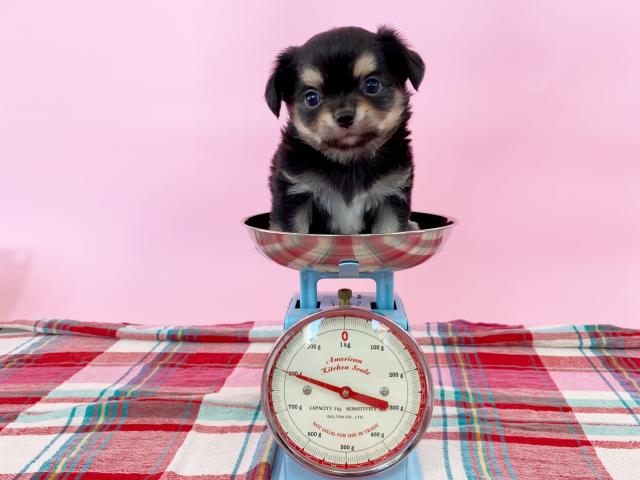 チワワ（ロングコート）