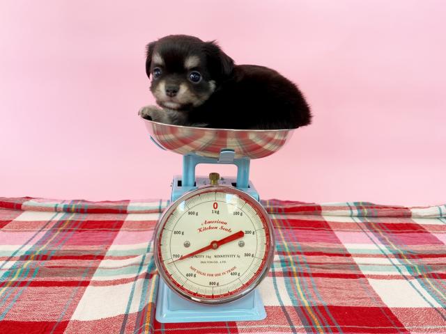 チワワ(ロングコート)