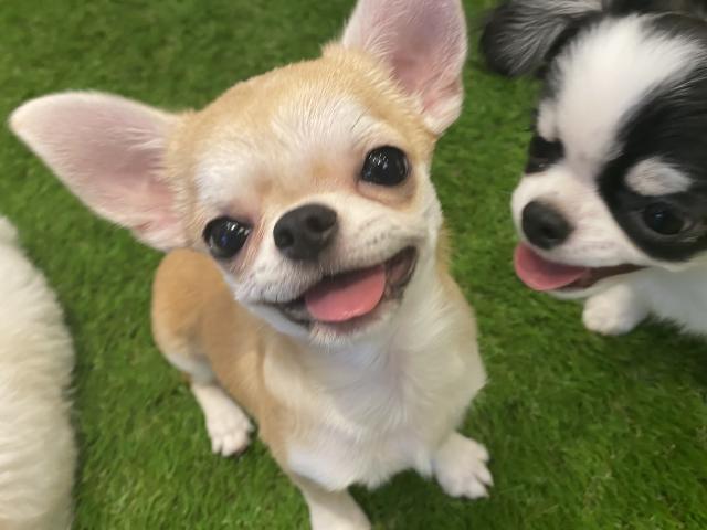 チワワ（スムースコート）