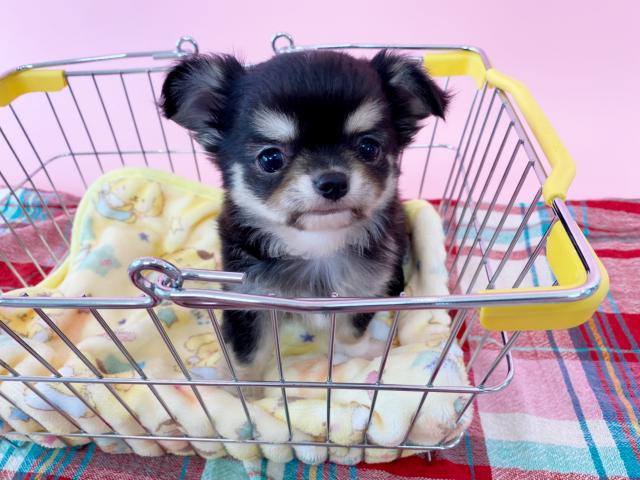 チワワ(ロングコート)