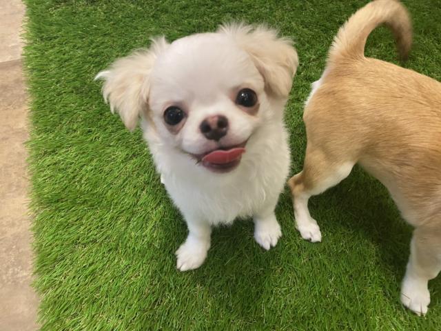 チワワ（ロングコート）