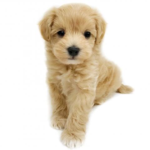 MIX トイプードル×マルチーズ