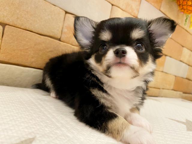 チワワ（ロングコート）