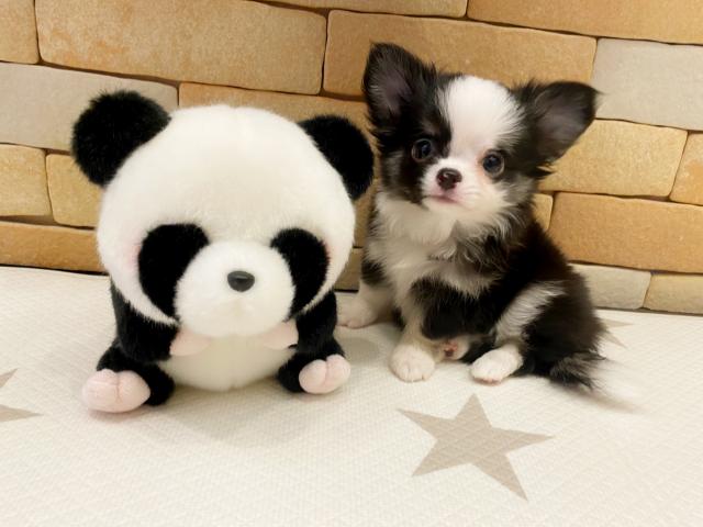 チワワ（ロングコート）