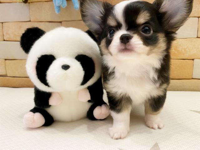 チワワ（ロングコート）