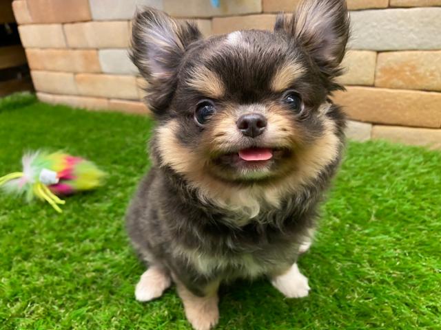 チワワ（ロングコート）