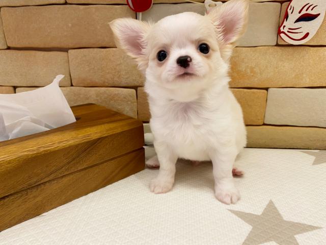 チワワ（ロングコート）